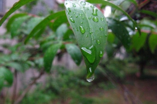 紫薇