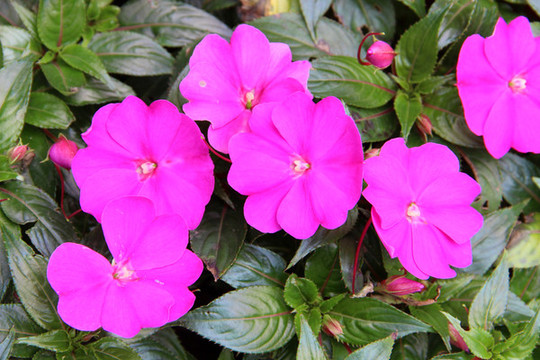 新幾內(nèi)亞鳳仙花的開(kāi)花期