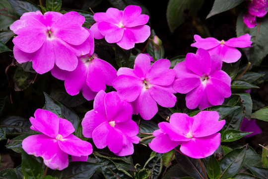 新幾內(nèi)亞鳳仙花的開花期