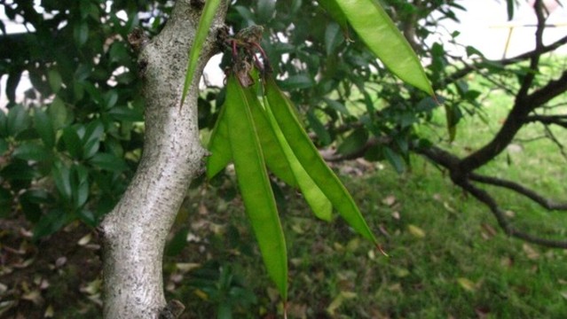 紫荊