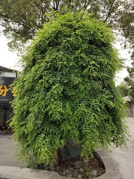 國(guó)槐樹