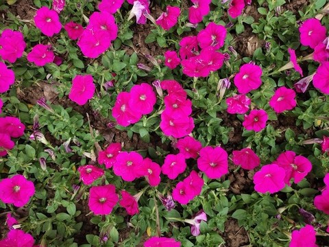 牽牛花開