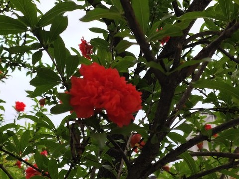 石榴花