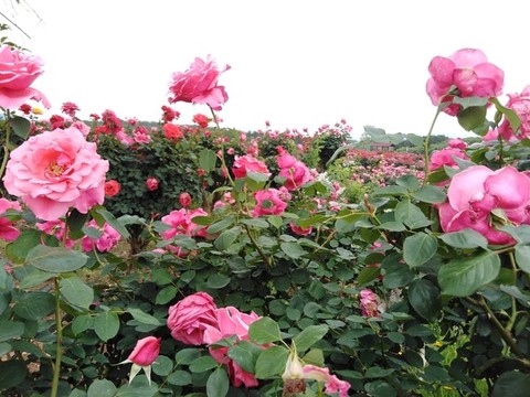 月季花