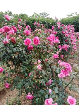 月季花