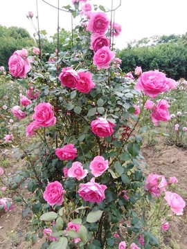 月季花