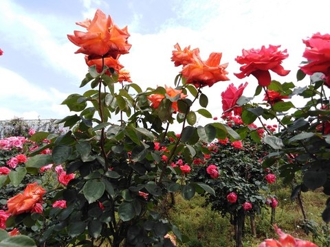 月季花