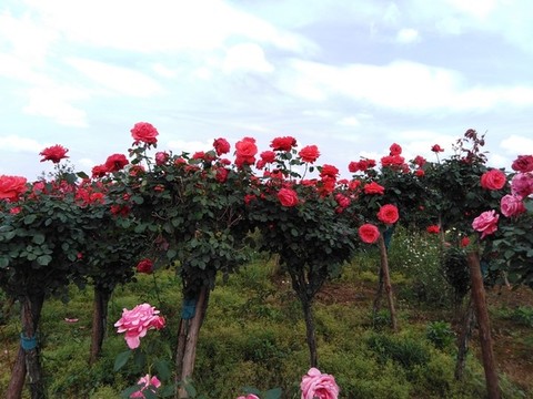 月季花