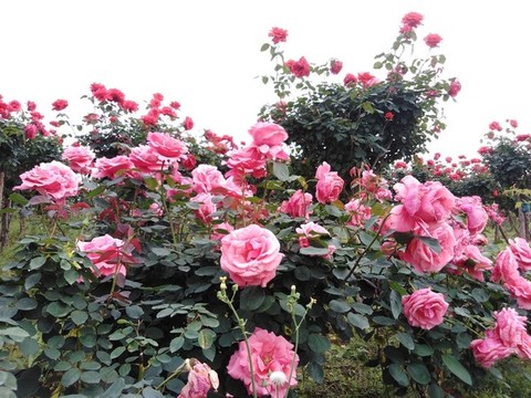 月季花