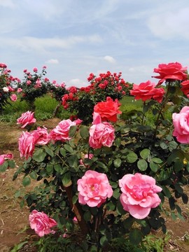 月季花