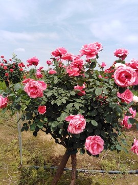月季花