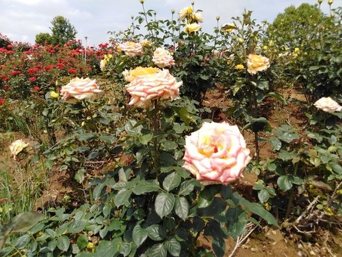 月季花