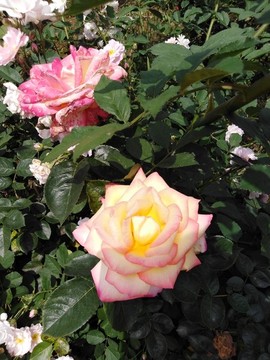 月季花