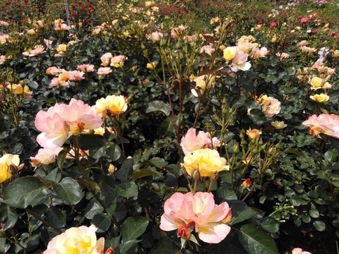 月季花