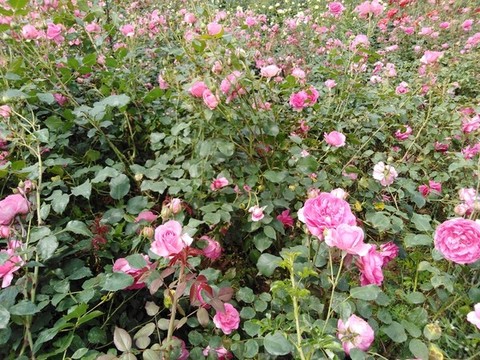 月季花