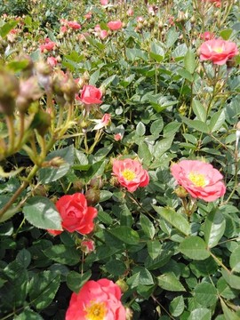 月季花