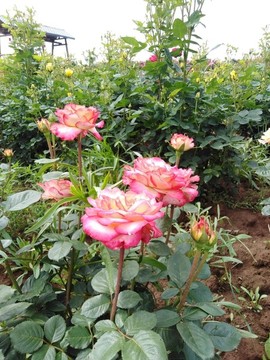 月季花