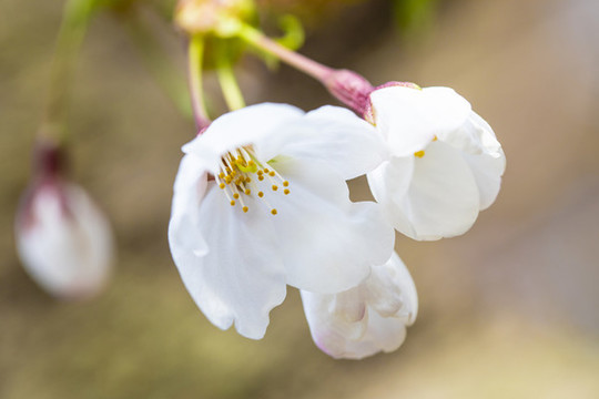 櫻花