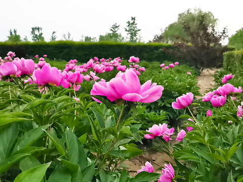 盛開的芍藥花