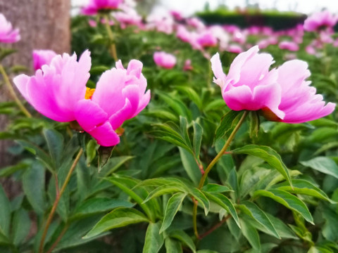 芍藥花