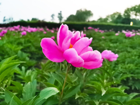 芍藥花開