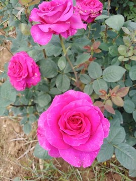 月季花