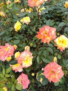 月季花