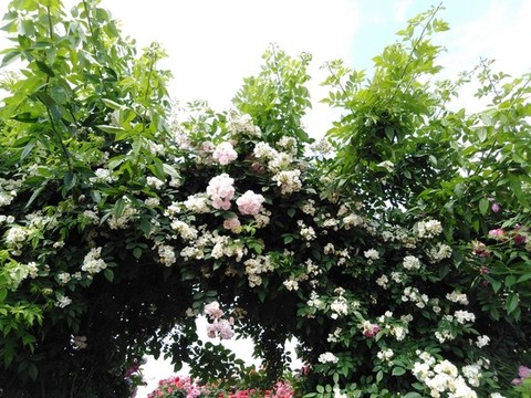 月季花
