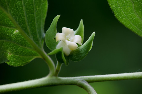 柿子花