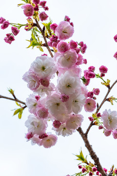 櫻花