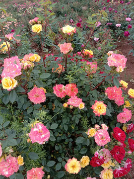 月季花