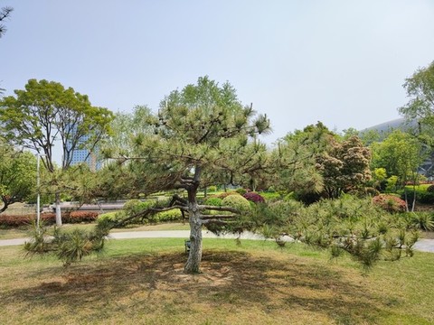 金錢松景觀樹