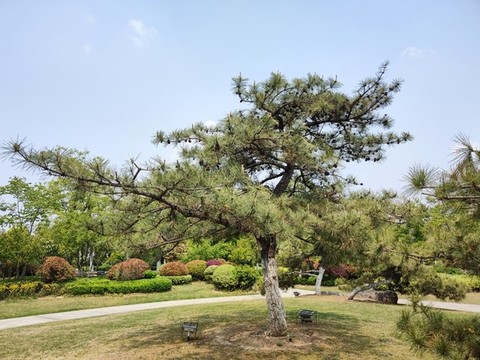 金錢(qián)松景觀樹(shù)