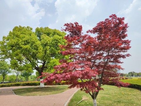 紅楓景觀