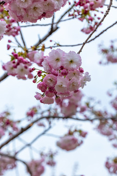 櫻花