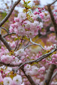 櫻花