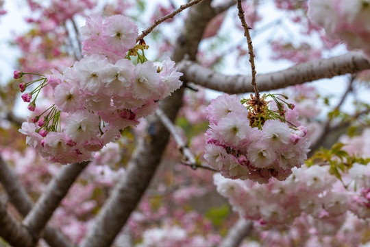 櫻花