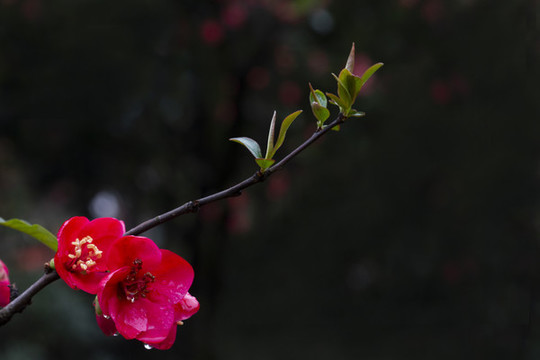 海棠花
