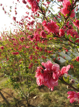 桃花花開