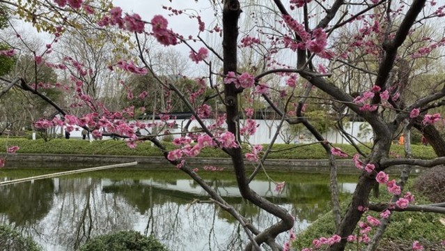 梅花