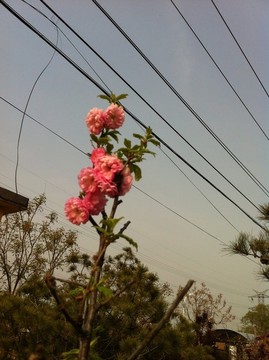 桃花