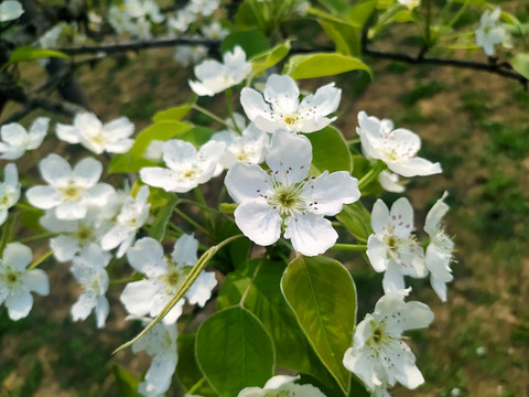 梨花