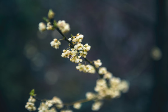 山雞椒小花朵