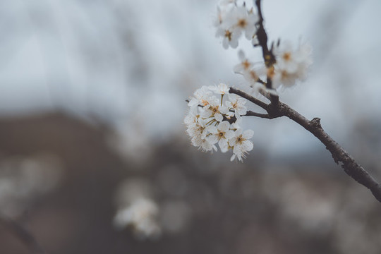樹上的梨花花朵