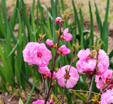 榆葉梅