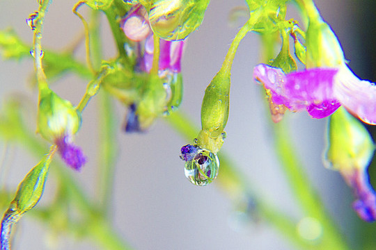 翠綠欲滴三葉花