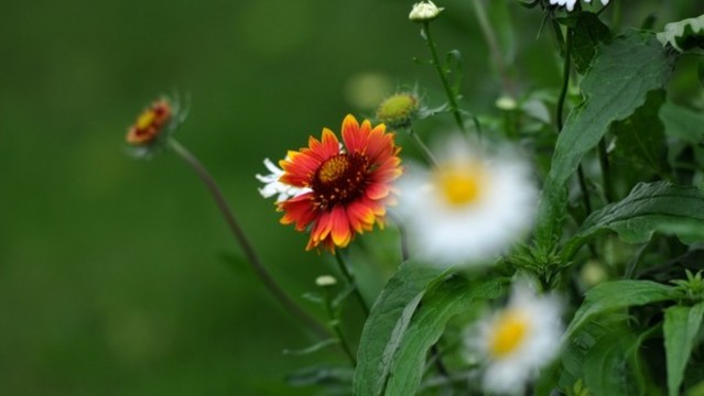 天人菊
