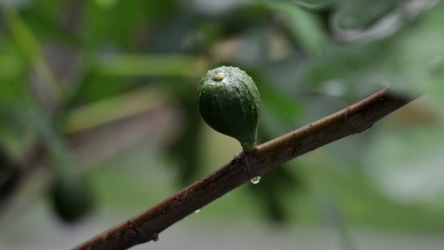 無花果