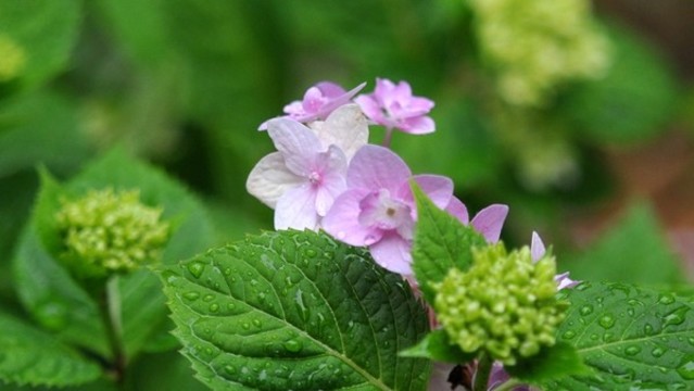 繡球花