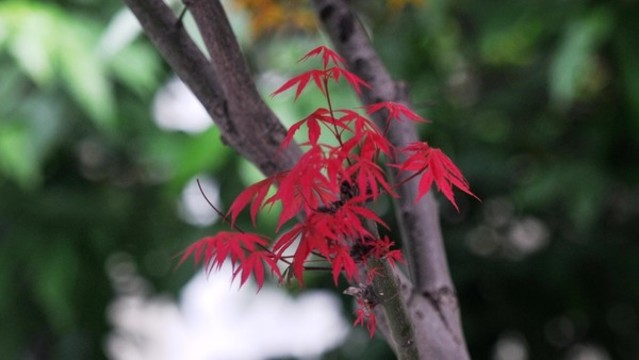 雞爪槭